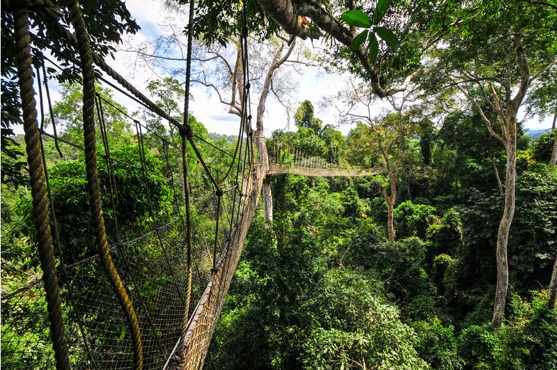 Canopy Walkway of Kakum National Park