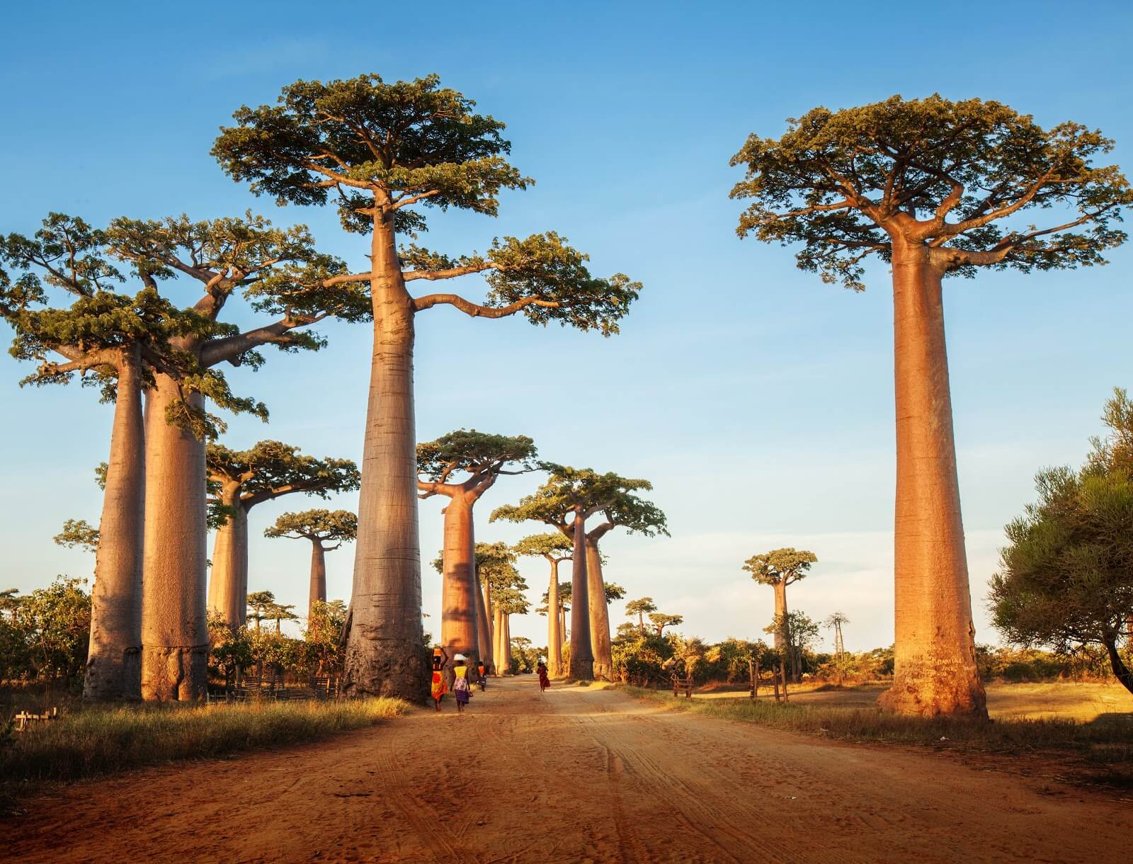 Away to Africa Baobab-Source-of-Senegal-Life