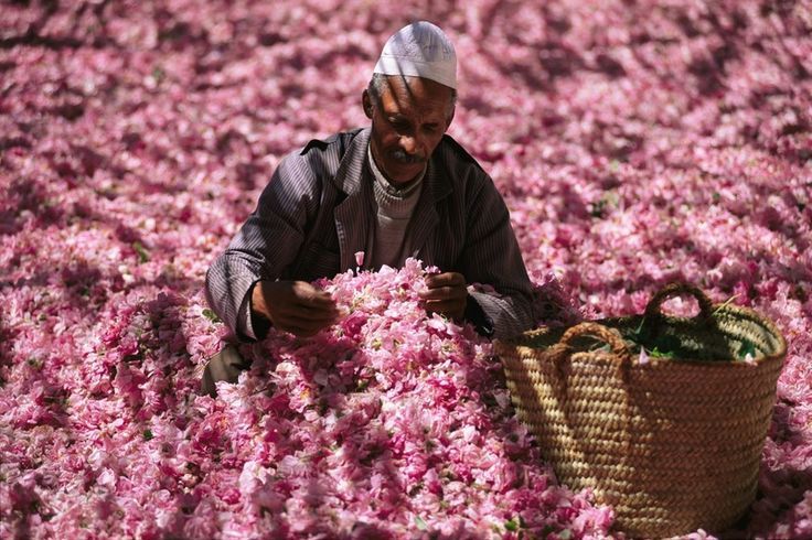 Away to Africa - Morocco-rose-valley-vale-das-rosas