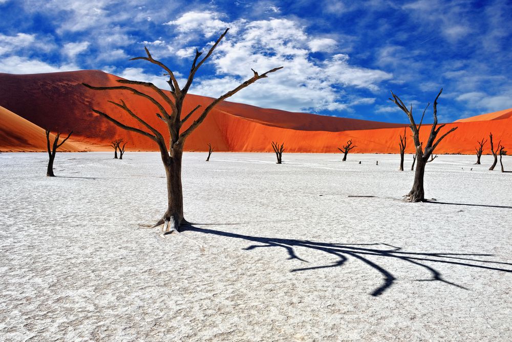 Away to Africa - deadvlei-forest Namibia