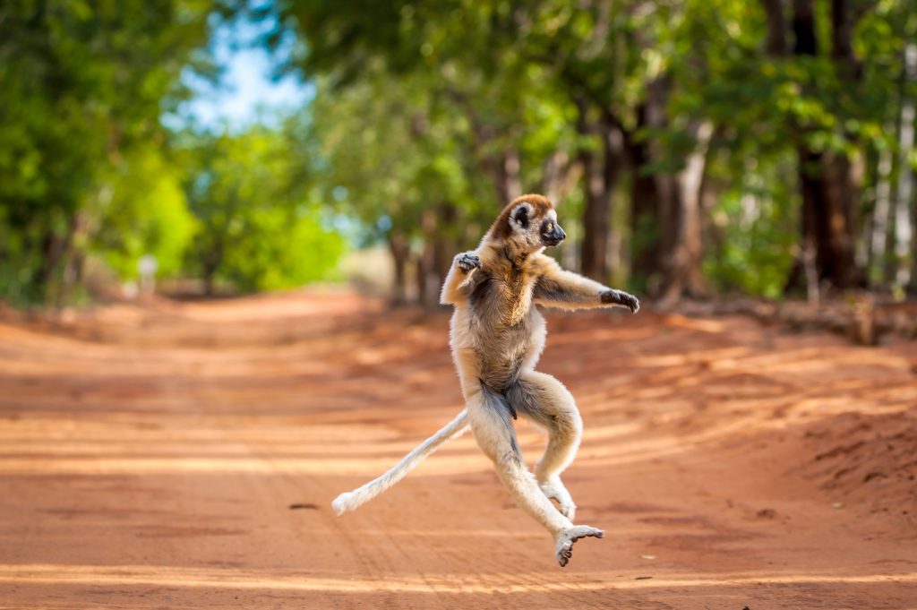 Away to Africa Lemurs in Madagascar