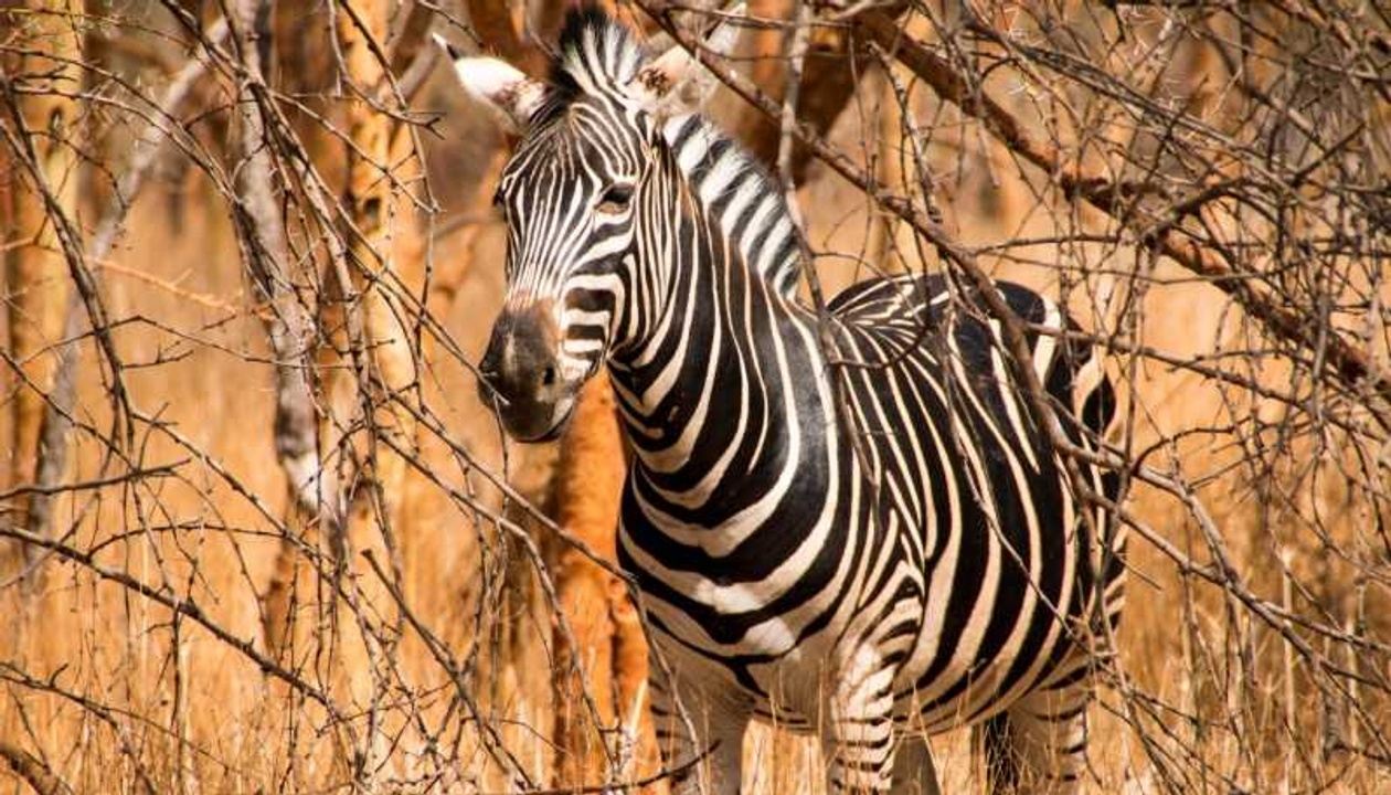 Bandia_Wildlife_Safari_