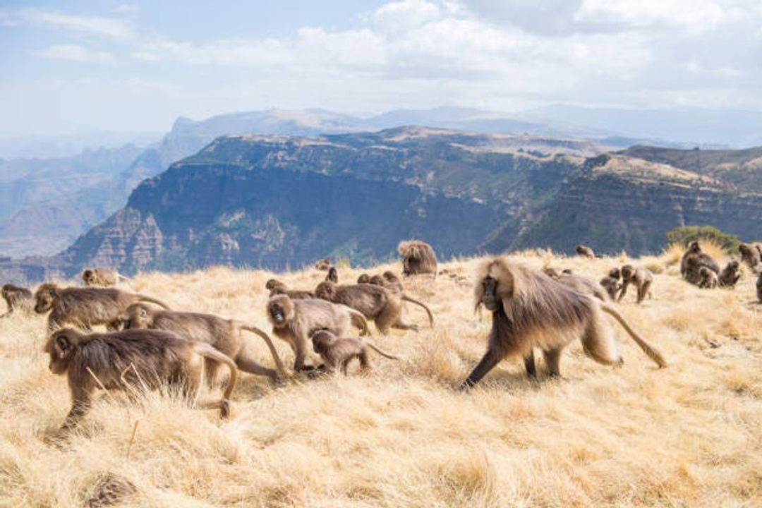 Ethiopia Simion Mountains National Park Away To Africa