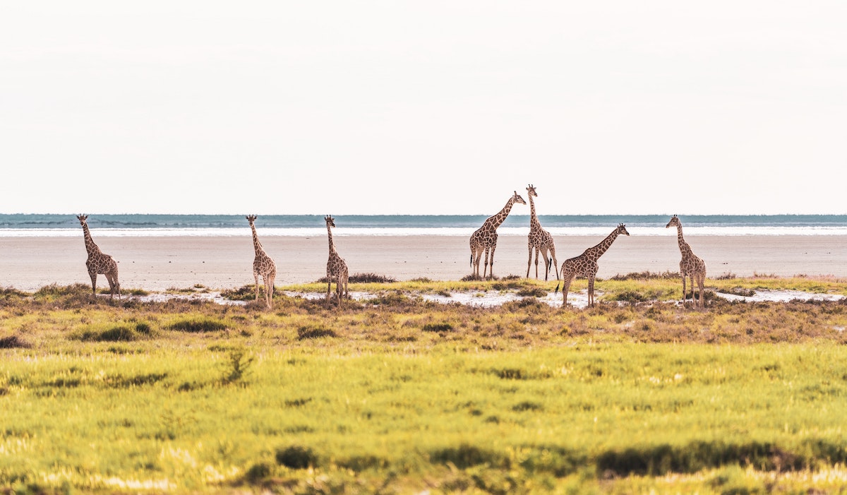 etosha national park Photo by eelco_bohtlingk